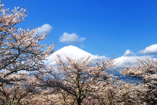 そろそろ桜が恋しい・・・。2014年桜前線を公開。